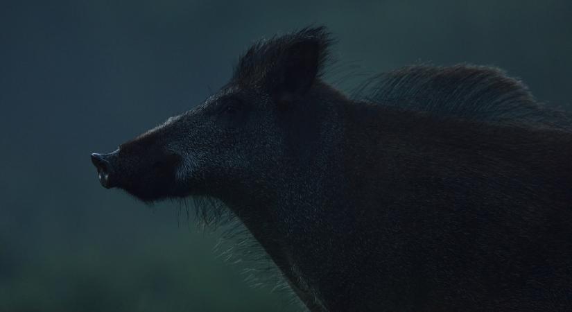 Ez a járvány nem illik a mintába, laborból szabadult vírus okozhatta