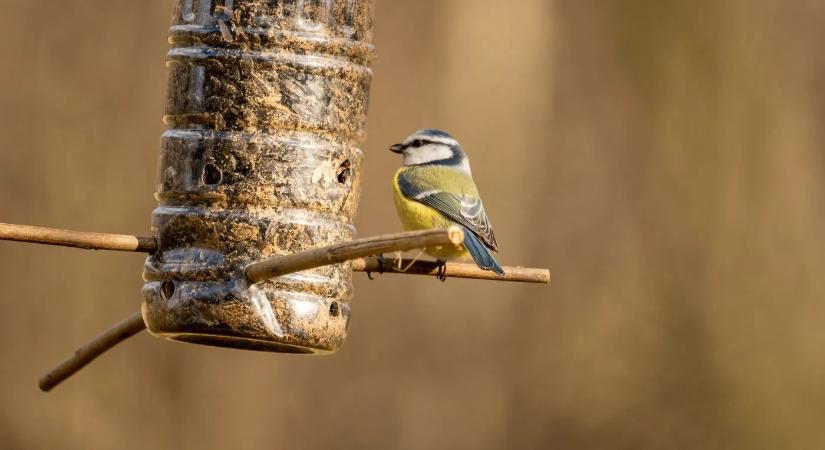 Arra biztatják a kerttulajdonosokat, szórjanak el chilit a kertben decemberben