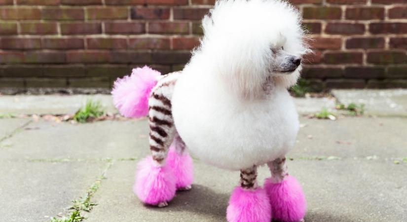 Újra bevetette az amerikai kutatót az Index, kijött, hogy a többség tiszásnak hiszi a kamu dokumentumot