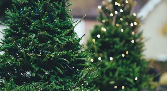 Durva karácsonyfa akcióba kezdtek az üzletláncok