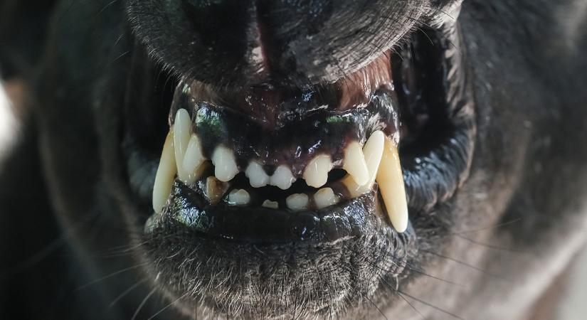 Pitbullfalka tépte szét a nagyapát és kisunokáját