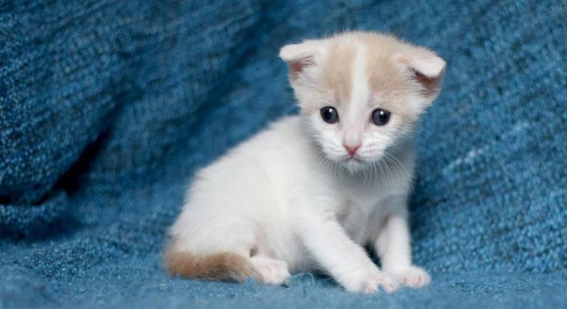 A kismacskák akár bele is halhatnak ebbe a jelentéktelennek tűnő dologba, ha nem vesszük komolyan