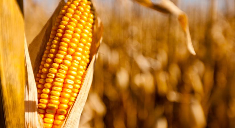 Nincs minden rendben itthon: óriási a visszaesés ebben az ágazatban