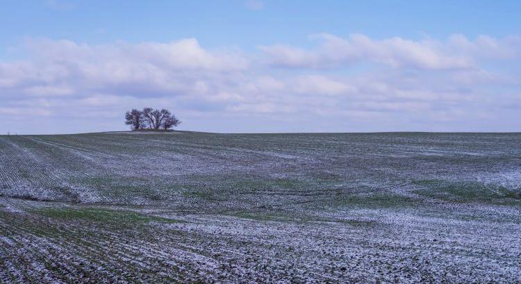 Orosz elemzők szerint remek búzatermése lesz Ukrajnának