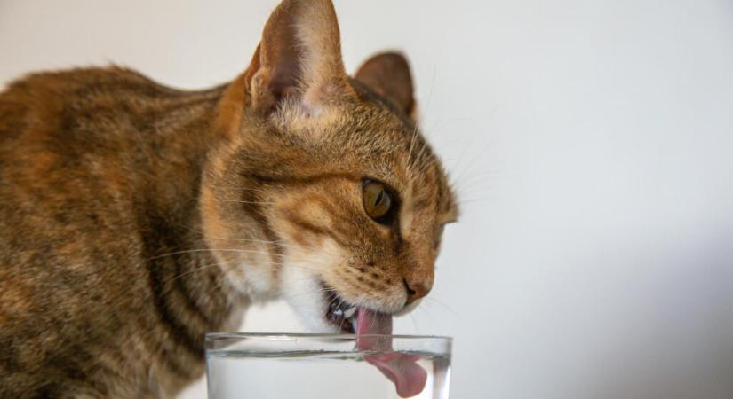 Víztisztító, ha kutyád vagy cicád van? Így gondoskodhatsz kedvenceidről is