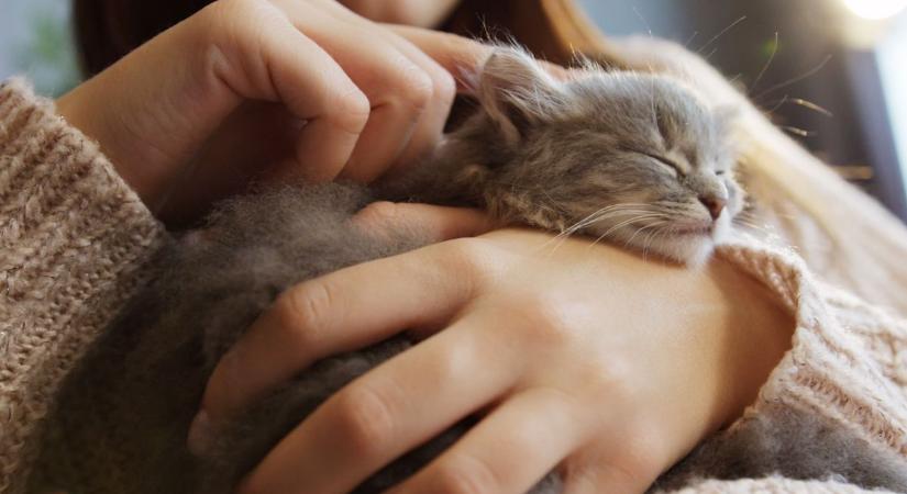 Egyetlen licit is életet menthet, megható kezdeményezés indult a menhelyi cicákért