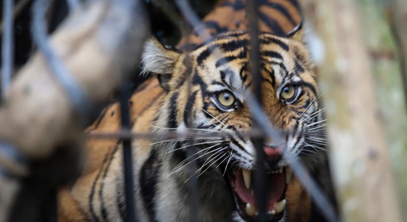Megmenekülhetnek a szumátrai tigrisek