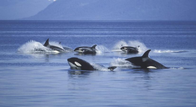 Videón, amint fehér cápákat gyilkolnak kardszárnyú delfinek