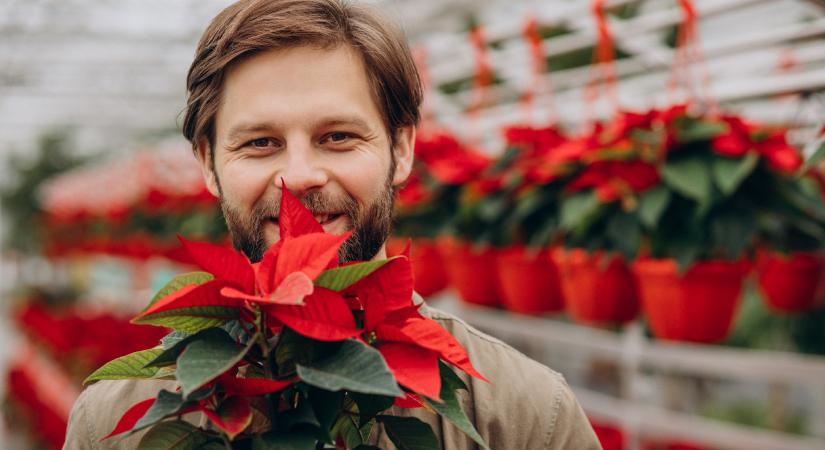 Mikulásvirág: erre figyeljen, amikor kiválasztja