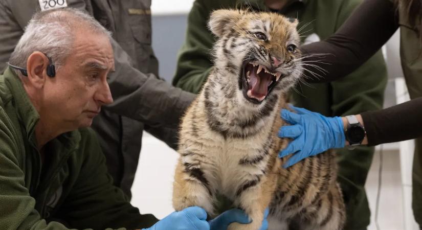 Fotóval tudatták: fejlemény történt a lefoglalt kistigris ügyében