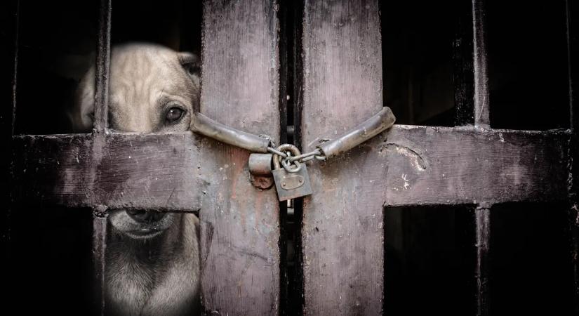 Elhanyagolt, magára hagyott és éhező négylábút mentettek az állatvédők