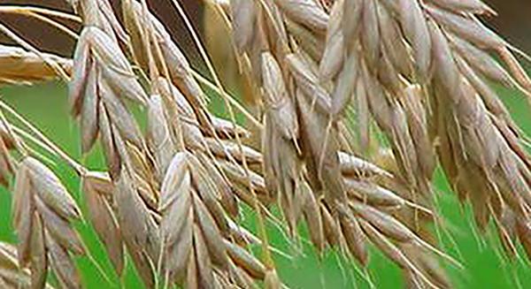 Gyógyító gabonák és egyszikű gyógynövények