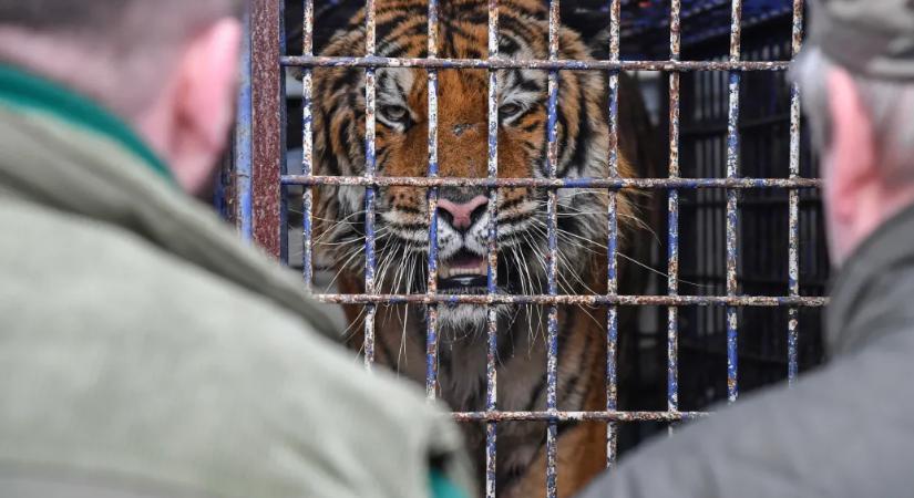Hogy kerül egy kistigris egy tiszafüredi férfi házába?