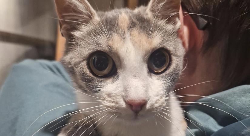 Gazdikereső: Adele, a félénk cicalány