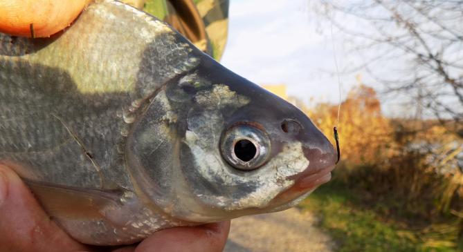 Oxigénhiány miatt pipáltak a halak a balatonaligai kikötőben