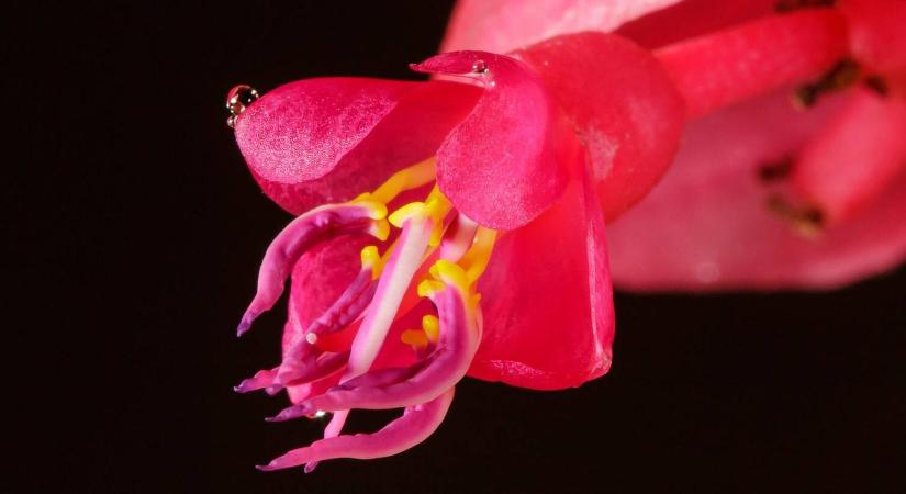 Medinilla megmentése: amikor minden perc számít