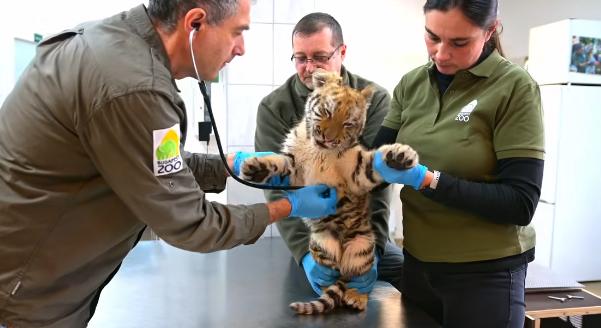A veresegyházi Medveotthonba költözik a tiszafüredi kistigris