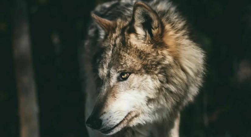 Farkas bóklászott a pályaudvar közelében