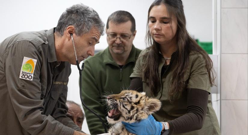 Kiderült, hol lesz az új otthona a tiszafüredi drograzzia során megtalált kölyöktigrisnek