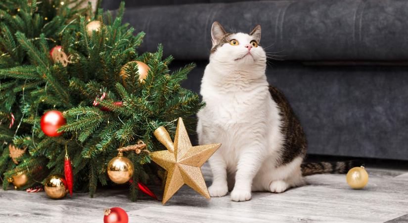 Egy rossz mozdulat, és borul a fenyő: így lesz kisállatbiztos a karácsonyfa