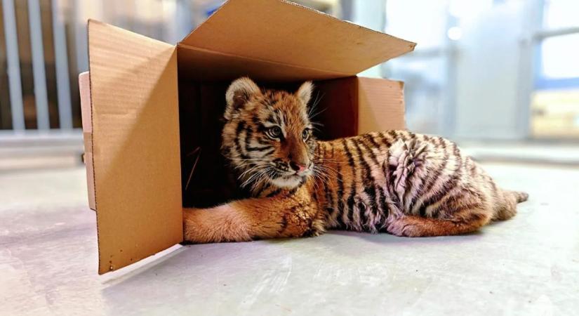 Itt kap végleges lakhelyet a múlt héten lefoglalt kistigris