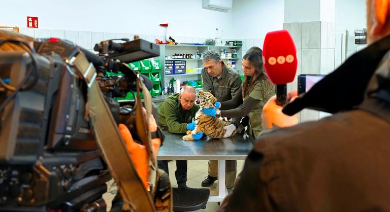 Megvan a tiszafüredi drograzzián talált kistigris új otthona