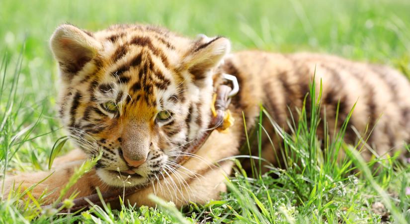 Megvan a tiszafüredi kistigris új otthona, 2026 tavaszán költözhet