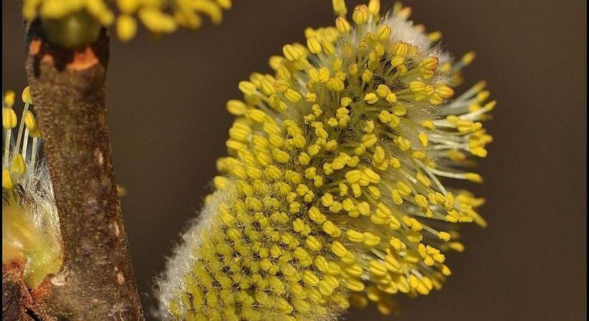 Nem akárhogy mutatja magát 2026-os év fája a Mecsekben - VIDEÓ!