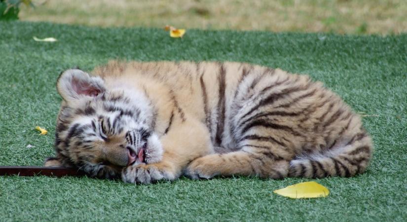 Hatalmas fordulat: végre megvan a tiszafüredi drograzzia kis tigrisének új otthona