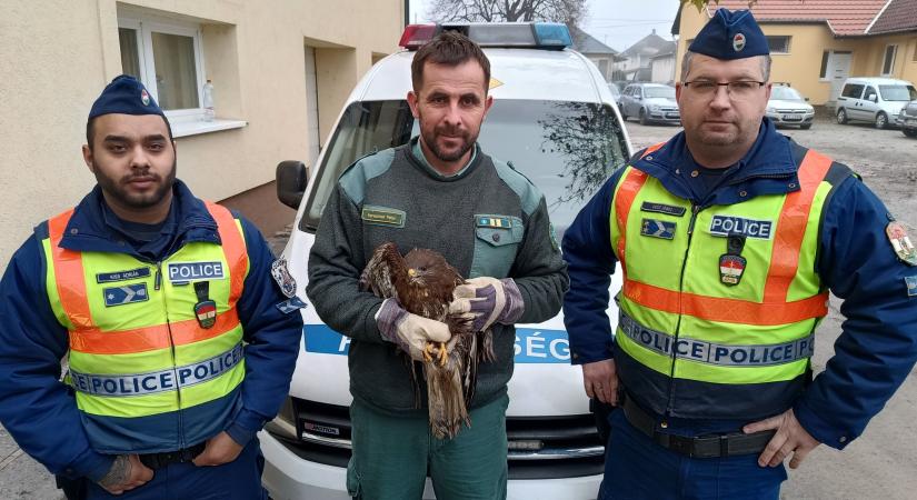 Gyönyörű ragadozót mentettek a borsodi rendőrök