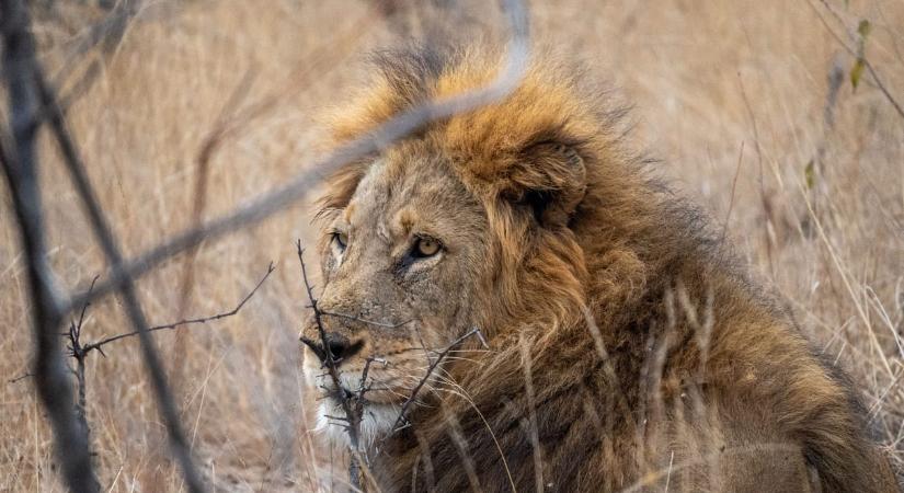 Oroszlán támadhatott meg egy férfit 6000 éve, de ennél is megdöbbentőbb, ami azután történt