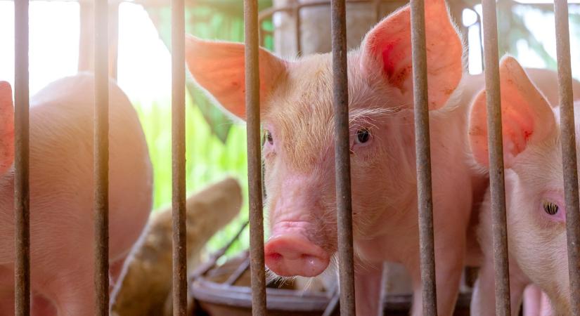 Afrikai sertéspestis: gyanús a spanyoloknak a járvány eredete