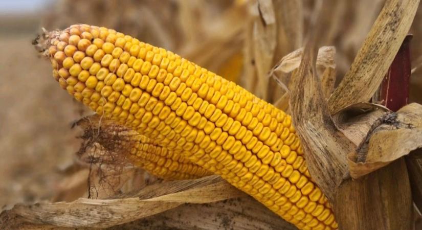 Csúcshozam öntözés nélkül: SY Evident tarolt a versenyen