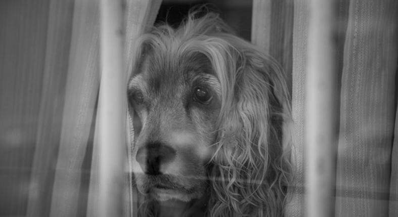 Mit érez a kutya, amikor elmegyünk otthonról, és egyedül marad?