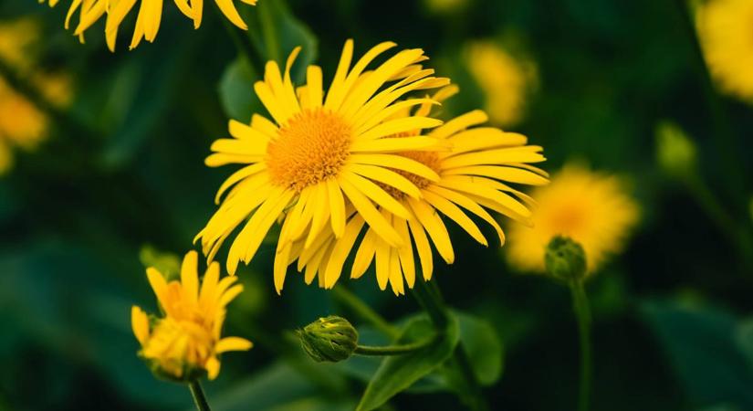 Sejtszinten befolyásolja az immunválaszt: mutatjuk mennyi mindenre jó ez a növény