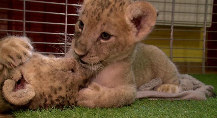 A medveparkban talál otthonra a tiszafüredi kistigris