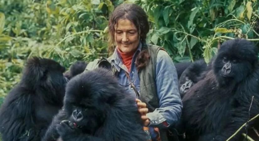 „Útban volt bizonyos embereknek” – döbbenetes részletek Fossey gyilkosságáról!