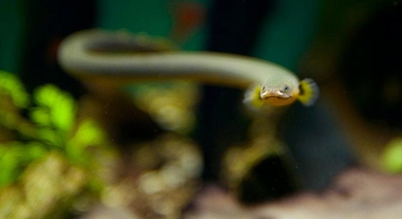 Trópusi kígyófejű hal kerülhetett a Balatonba - Veszélyt jelenthet mind az emberekre, mind az őshonos halfajokra