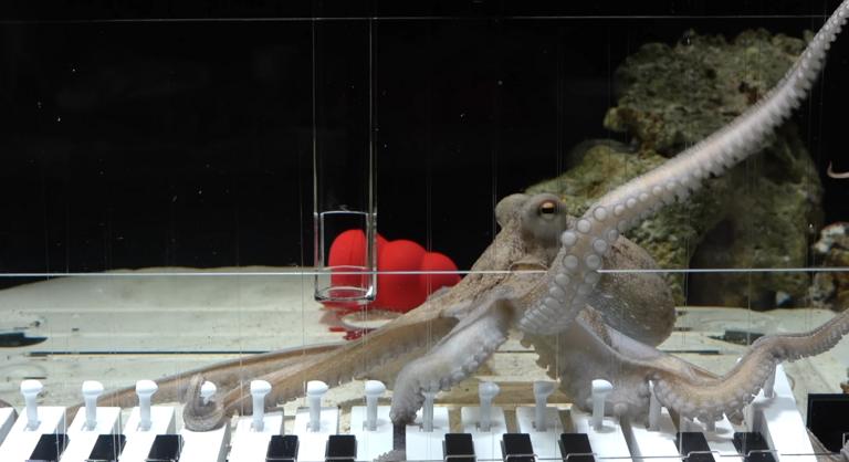 Egy svéd zenész megtanított zongorázni egy polipot