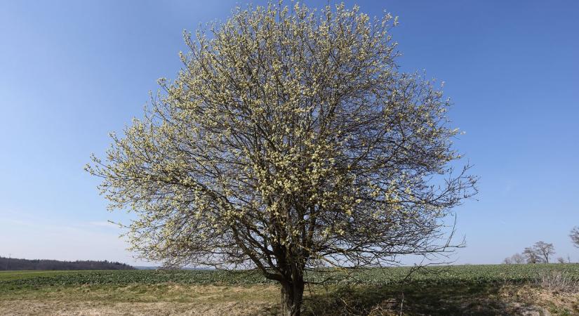 Megvan az év fája: a húsvéti barkát is ez adja