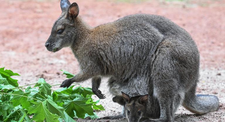Házi kedvencként kengurut és tatut is tarthatunk, de jó tisztában lenni a feltételekkel