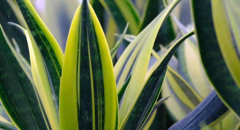 Mit tehetünk, ha sárgul az anyósnyelv (Sansevieria)?