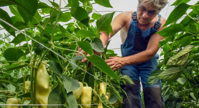 Bajba kerülhetnek a magyar termelők és drágulás jöhet, ha tavaszra is marad az árrésstop