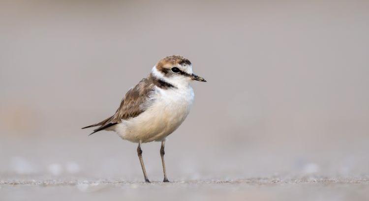 Nagy tájrehabilitáció valósult meg az akasztói szikeseken