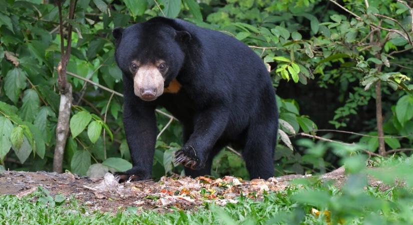 Saját gondozójára támadt egy medve, drámai helyzet alakult ki a látogatók előtt