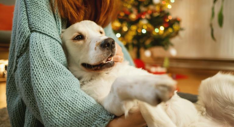 Karácsonyi slágerek, amelyek őrületbe kergetik a háziállatokat