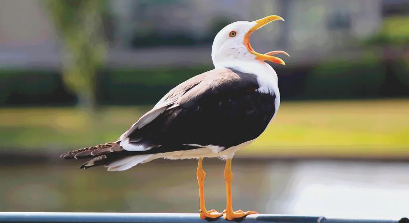 Élő adásban támadt a sirály a korábbi új-zélandi szépségkirálynőre