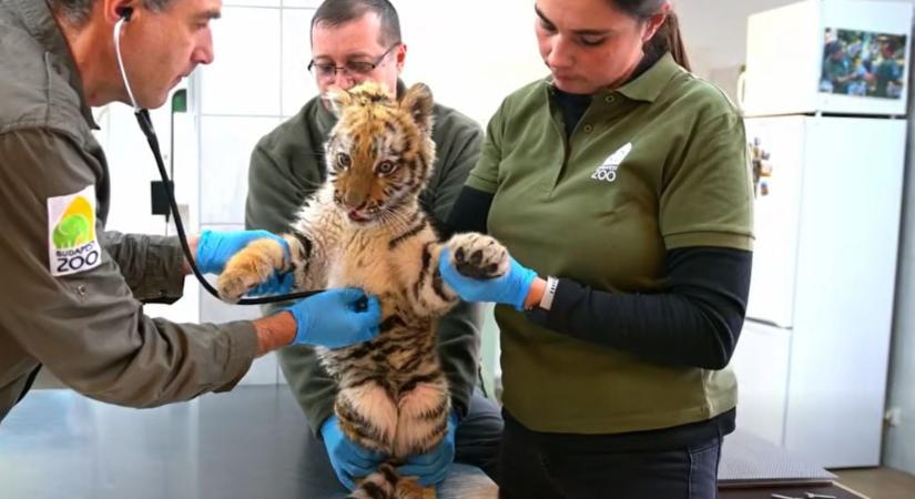 Kiderült, itt lesz a Tiszafüreden talált kistigris új otthona – 2026-ban már itt látogathatják a magyarok