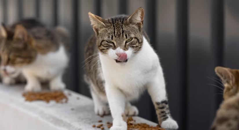 Itt tudod megnézni, hogy az önkormányzatod korlátozza-e a macskatartást a településen