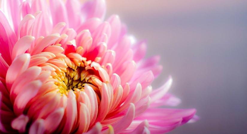 748 ezer forintot loptak el egy Sárvár melletti település virágboltjából